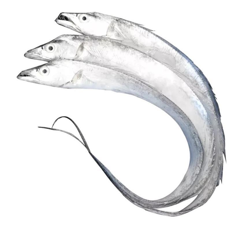 Ribbonfish W/R  ASIAN CHOICE